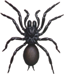 Sydney Funnel Web Spider Female