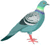 pigeon control